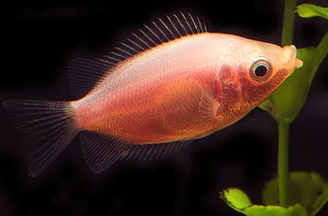 Pink Kissing Gourami