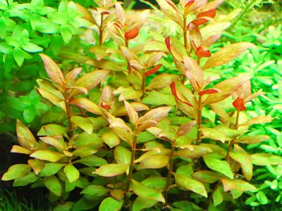 Alternanthera reineckii 'Kleines Papageienblatt'