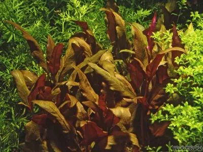 Alternanthera reineckii 'Lilacina'