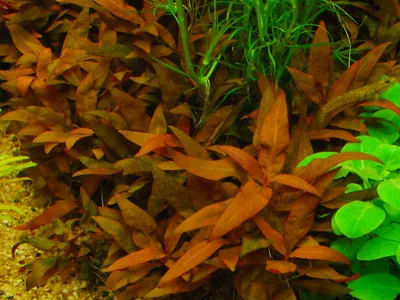 Alternanthera reineckii 'Mini'