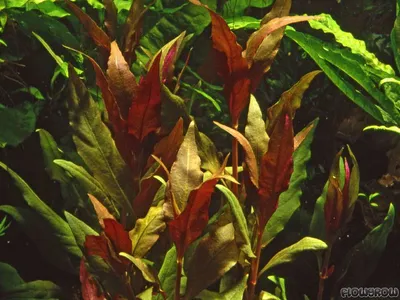 Alternanthera reineckii 'Rosaefolia'
