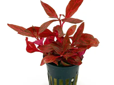Alternanthera reineckii 'Rosanervig'