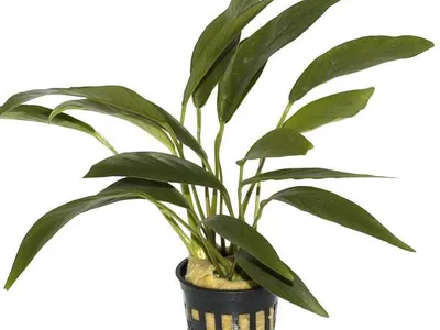 Anubias barteri var. angustifolia