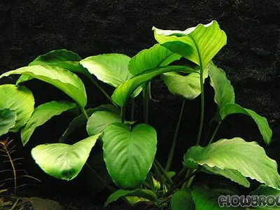 Anubias barteri var. barteri