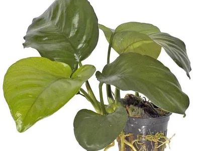 Anubias barteri var. caladiifolia
