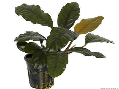Anubias barteri var. coffeifolia