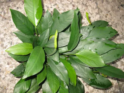 Anubias barteri var. glabra