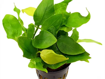 Anubias barteri var. nana 'Golden Heart'