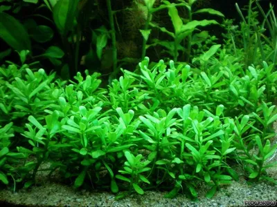 Bacopa monnieri 'Compact'