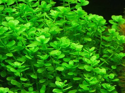 Bacopa monnieri 'Rundblättrig'