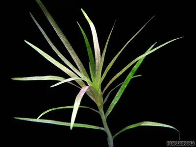 Blyxa japonica var. alternifolia
