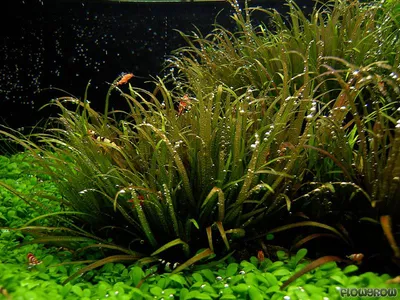 Blyxa japonica var. japonica