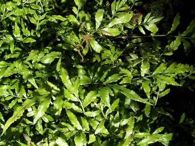 Bolbitis heteroclita 'cuspidata'