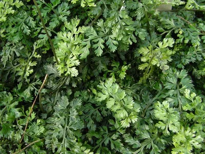 Bolbitis heteroclita 'difformis'