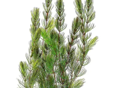 Ceratophyllum demersum 'Mexiko' ('Rotstängelig')