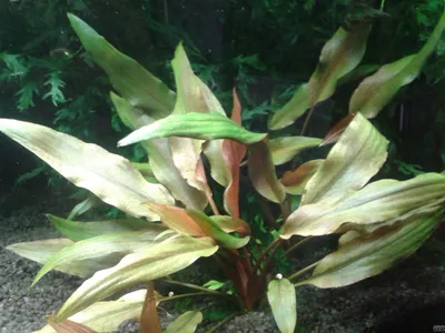 Cryptocoryne beckettii 'Petchii Pink'