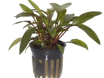 Cryptocoryne beckettii 'Petchii'