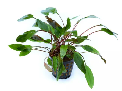 Cryptocoryne beckettii 'Viridifolia'