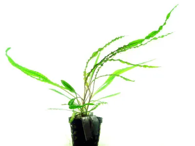 Cryptocoryne crispatula var. balansae