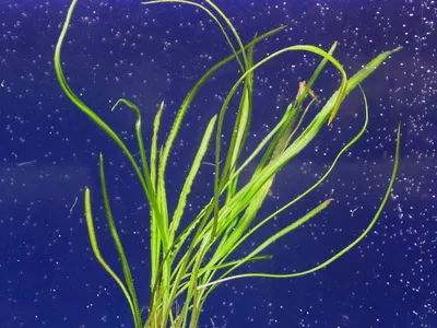 Cryptocoryne crispatula var. flaccidifolia
