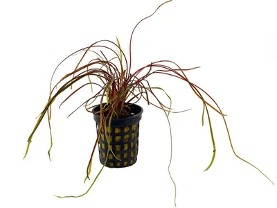 Cryptocoryne crispatula var. kubotae