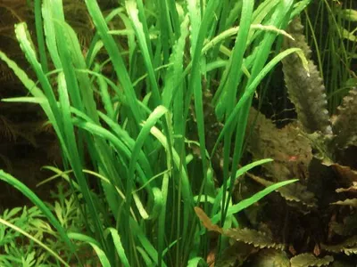 Cryptocoryne spiralis var. caudigera