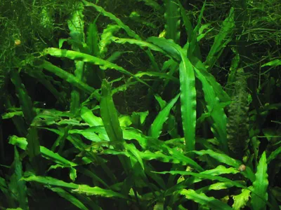 Cryptocoryne spiralis var. spiralis