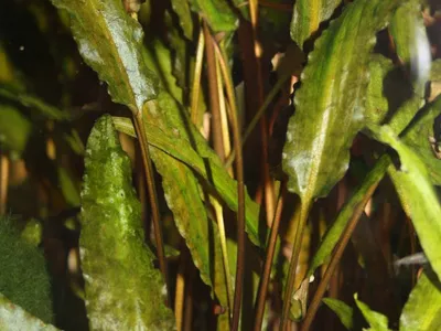 Cryptocoryne wendtii ''braun''