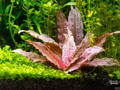 Cryptocoryne wendtii 'Flamingo'