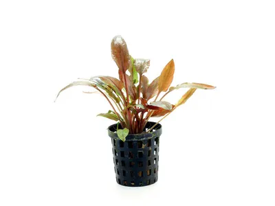 Cryptocoryne wendtii 'Florida Sunset'