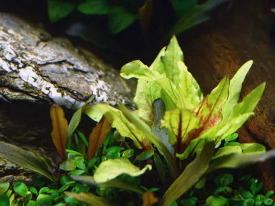 Cryptocoryne wendtii 'Green Gecko'