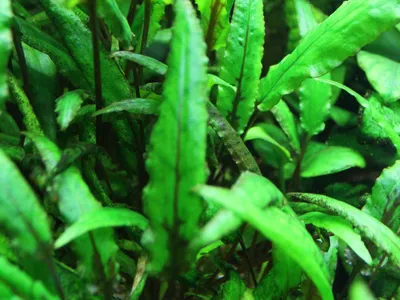 Cryptocoryne wendtii ''grün''