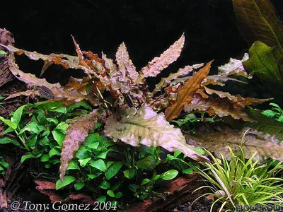 Cryptocoryne wendtii 'Mi Oya'
