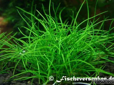 Eleocharis pusilla ('E. parvula')
