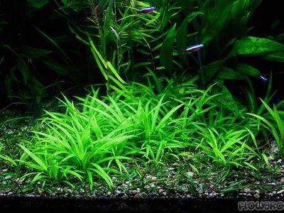 Helanthium bolivianum 'latifolius'