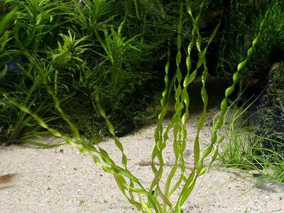 Helanthium bolivianum 'Vesuvius'
