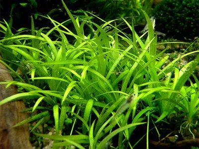 Helanthium tenellum 'parvulum'