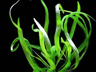 Hygrophila corymbosa ''Angustifolia''
