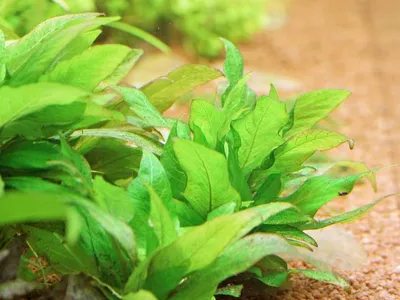 Hygrophila corymbosa 'Kompakt'