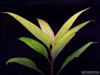 Hygrophila corymbosa 'Siamensis'