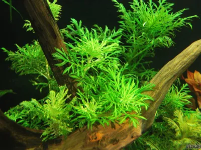 Hygrophila difformis 'Weiß