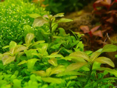 Hygrophila polysperma 'Big leaf'