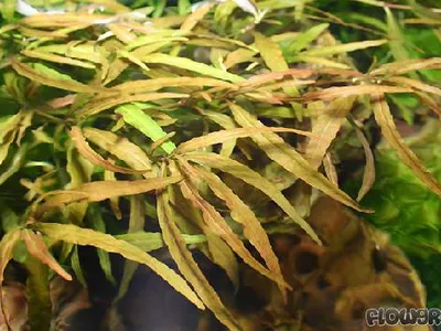 Hygrophila polysperma ''Ceylon''
