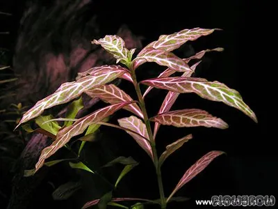 Hygrophila polysperma 'Sunset' ('Rosanervig')