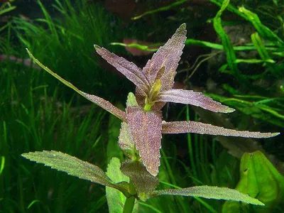 Limnophila aromatica 'Mini'