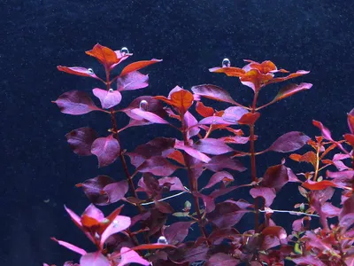 Ludwigia palustris 'Super Red'