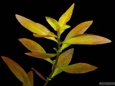 Ludwigia repens × arcuata
