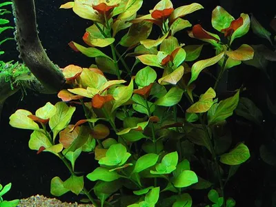 Ludwigia repens 'Mesakana'