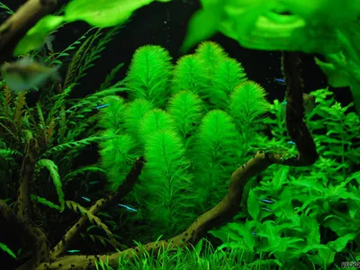 Myriophyllum aquaticum 'Green'
