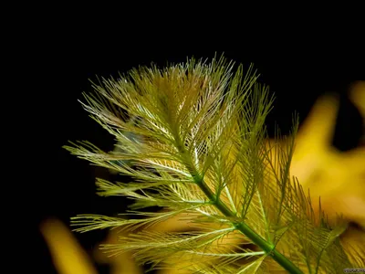 Myriophyllum aquaticum ('Normalform')